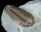 Very D, Prone Flexicalymene Trilobite - #5524-1